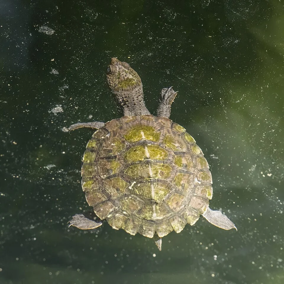 Saw-shelled turtle (Myuchelys latisternum), juvenile, Daintree rainforest, QLD, Australia