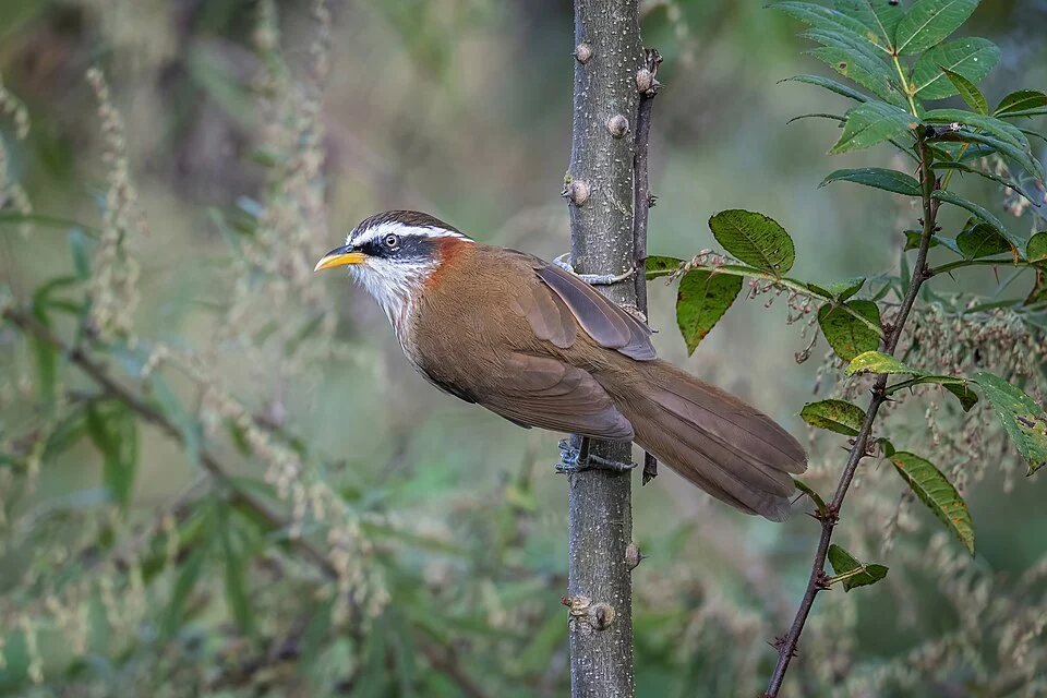 The streak-breasted scimitar babbler (Pomatorhinus ruficollis) in Nagarkot, Nepal.
