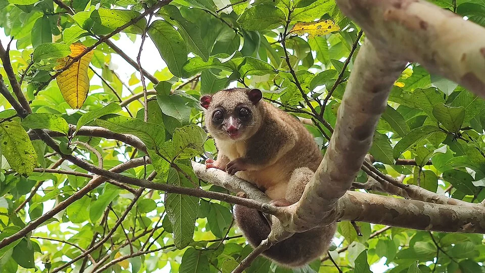 Strigocuscus celebensis is a dwarf cuscus endemic to Sulawesi. It is nocturnal, arboreal, and monogamous, living in forests and gardens. Listed as Vulnerable due to habitat loss and hunting.