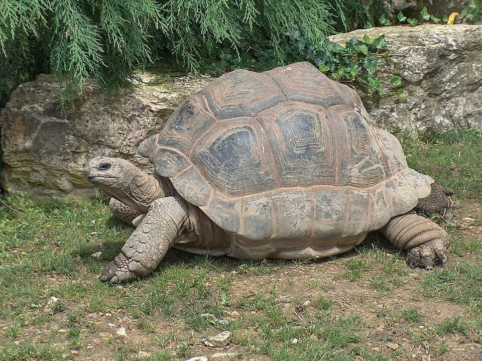 An Aldabra Giant Tortoise at Beauval Zoo, France.