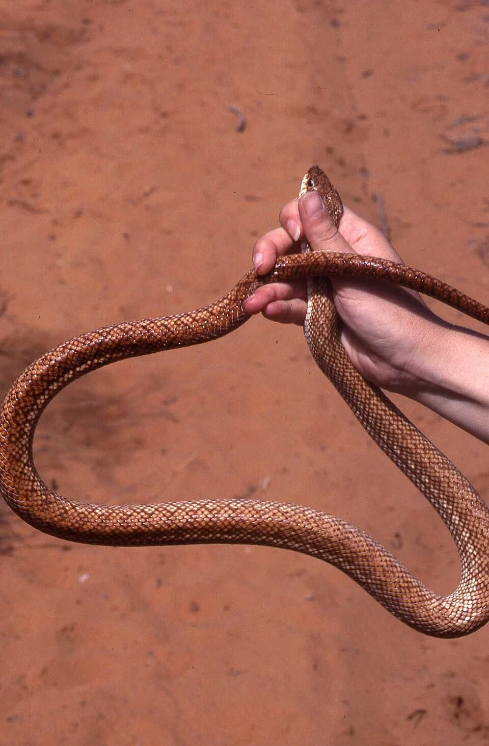 Reticulated Hognose Snake (Leioheterodon geayi) in Madagascar