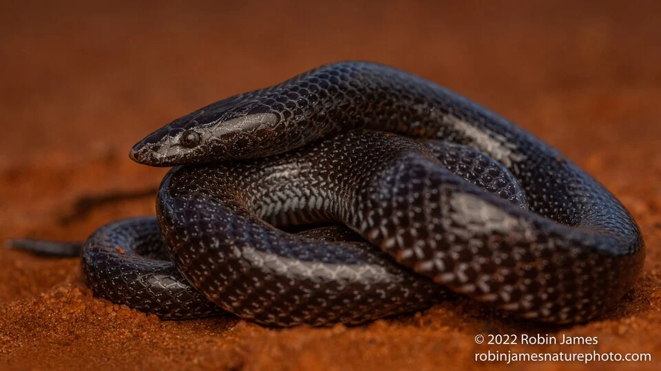 A black snake lies coiled in the rust-colored sand of Voi, Kenya. Its head rests atop the coils, and you can see that it is quite flat.