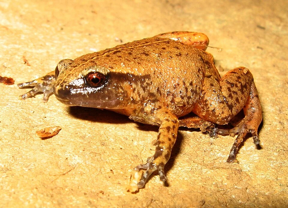 The Rain Frog (Austrochaperina pluvialis) from far-north Queensland.