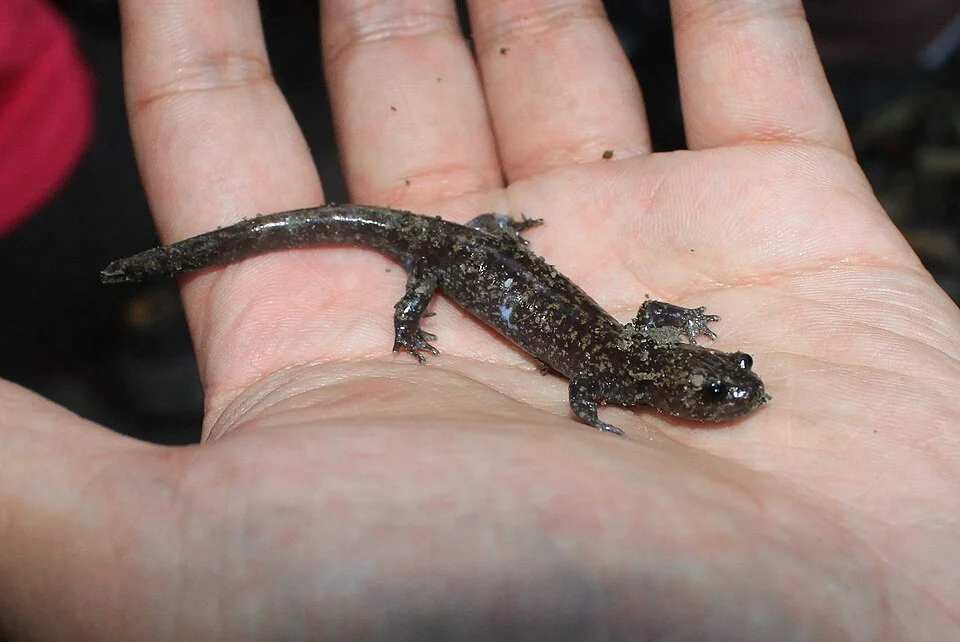 Taiwan Salamander (Hynobius formosanus)