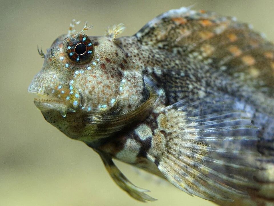 Algae Blenny (Salarias fasciatus) in aquarium (Klimahaus Bremerhaven, Germany).