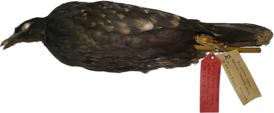 Spotted Green Pigeon Caloenas maculata, sole surviving specimen at World Museum, Liverpool.