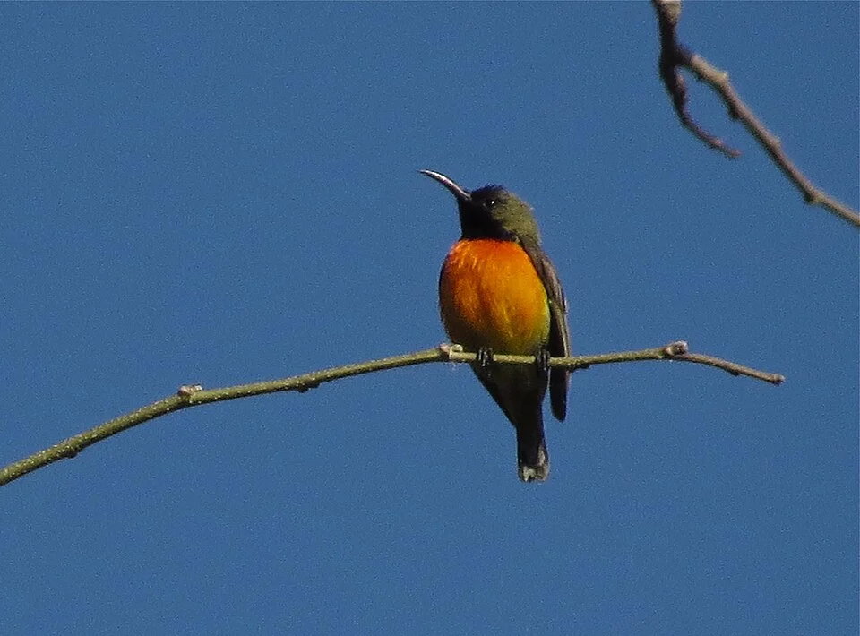 Flame-breasted Sunbird (Cinnyris solaris)