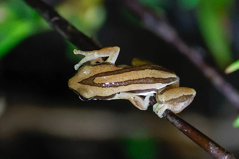 Photo of De Witte's Spiny Reed Frog (undefined) uploaded from iNaturalist.