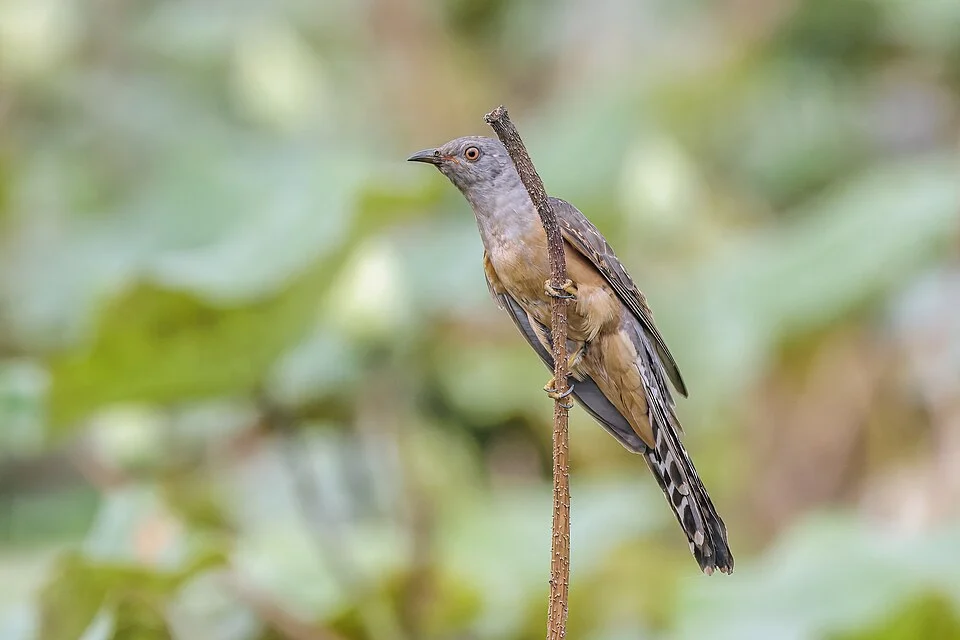 Plaintive cuckoo (Cacomantis merulinus querulus) male, near Tonle Sap Great Lake, Cambodia