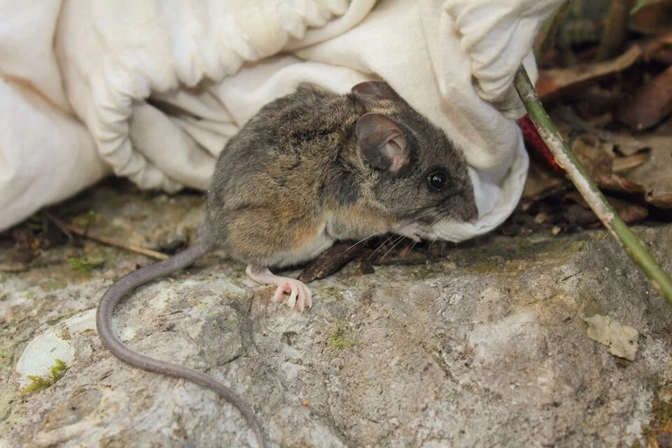Photo of El Carrizo Deer Mouse uploaded from iNaturalist.