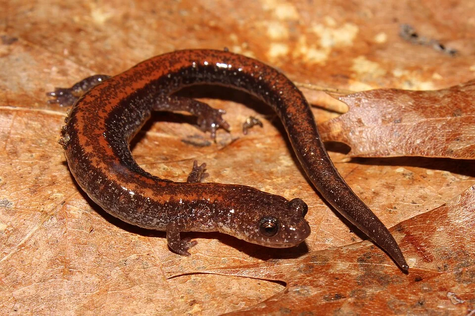 An adult Female Red-Backed Salamander (Plethodon cinereus) found in Hubbardston, Massachusetts under a log on 3/20/2022