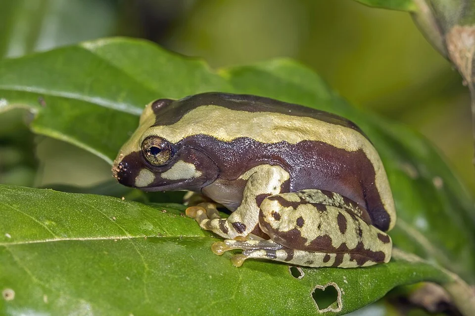 Bright-eyed frog (Boophis cf. roseipalmatus) juvenile, Montagne d’Ambre National Park, Madagascar. Identified by Dr Mark Scherz. Originally identified as Boophis sp. aff. picturatus