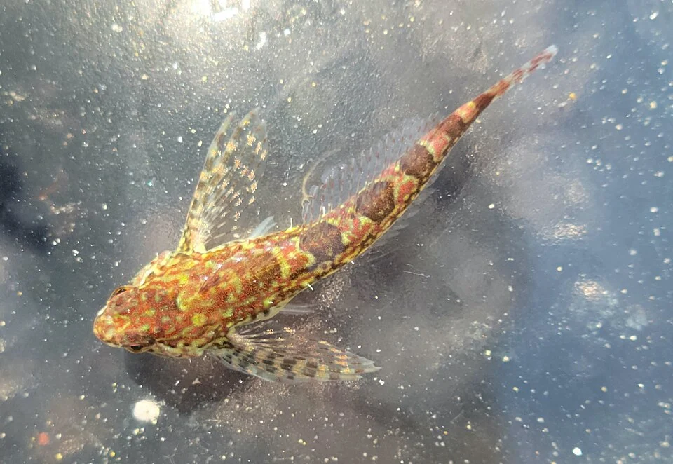 Saddleback Sculpin (Oligocottus rimensis). Species of fish.