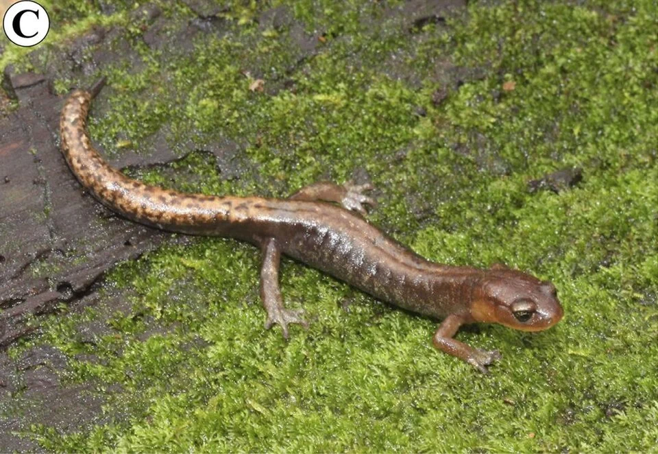 Salamander Pseudoeurycea juarezi from Cerro Pelón, Sierra de Juárez, Oaxaca, Mexico