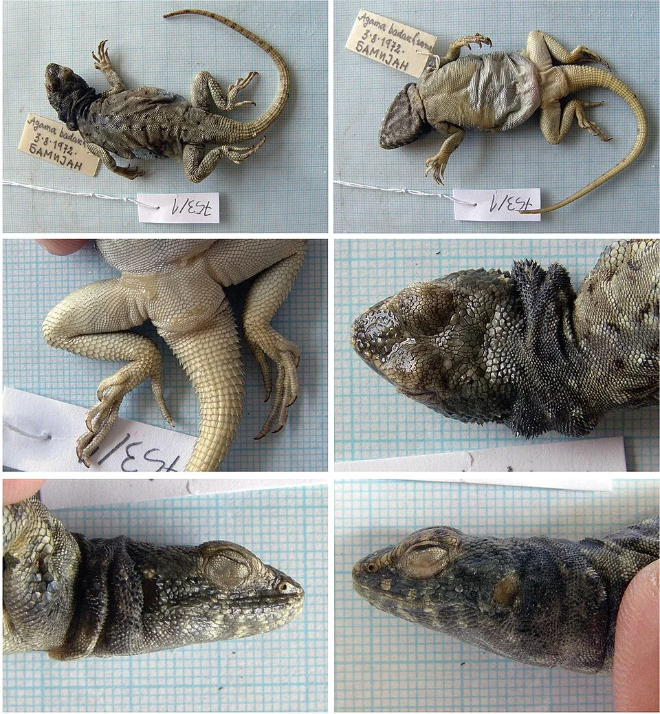 Figure 1; The specimen of Paralaudakia badakhshana no. 753/1 from Bamyan town, Bamyan.