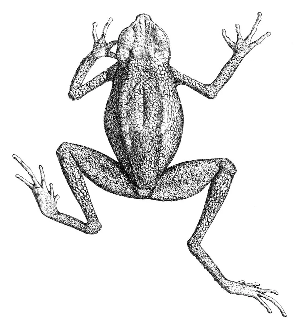 Bufo leptopus = Ansonia leptopus