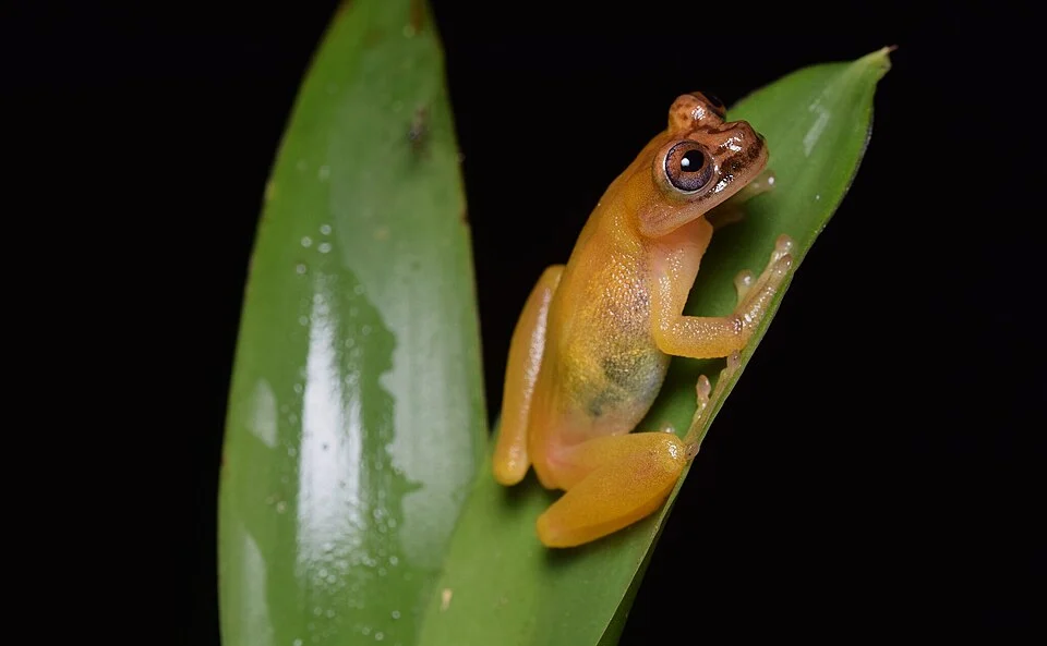 Isthmohyla zeteki - Zetek's tree frog in Costa Rica. Photo by Emmanuel Rodríguez Rojas. Original iNaturalist observation here: https://www.inaturalist.org/observations/339048803