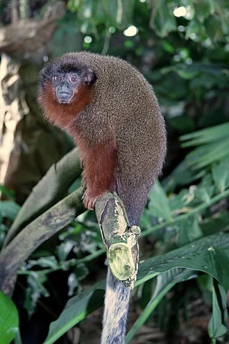 Dusky Titi Monkey (Callicebus brunneus) in National Zoo