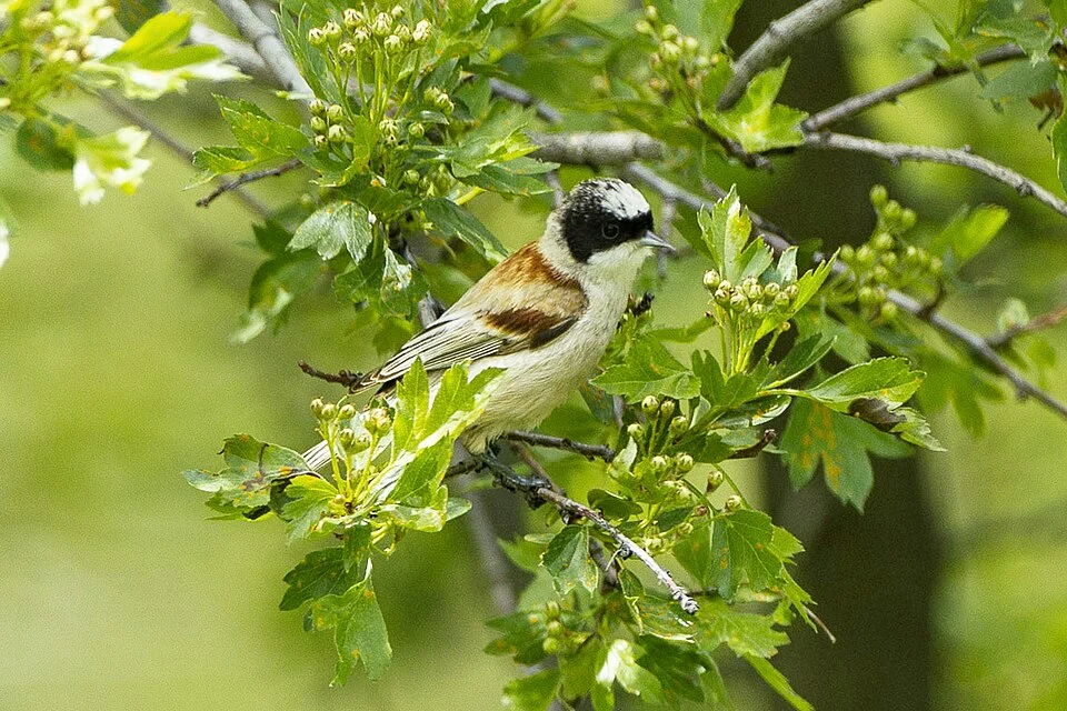 White-crowned Penduline Tit Remiz coronatus in Uzbekistan