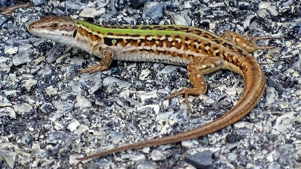 Podarcis siculus on the Carasco side of the Entella river