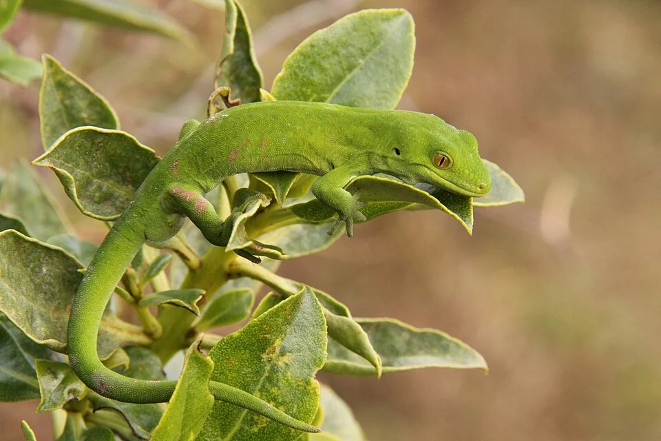 Photo of Marlborough Green Gecko (undefined) uploaded from iNaturalist.