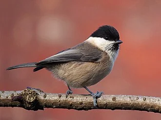 Willow Tit, a species of bird that has suffered a dramatic population decline over the past thirty years across Europe, and esp in Britain where it is an RSPB 'red status' bird. This image shows features that may differentiate it from the similar, but more common, Marsh Tit Poecile palustris: sooty cap, untidy bib, pale wing panel, larger white cheek, lack of pale patch on upper mandible. A definitive ID is usually obtained from its call.
