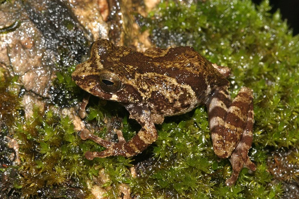 Raorchestes crustai