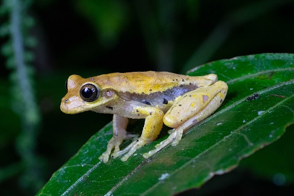 Photo of Meadow Tree Frog uploaded from iNaturalist.