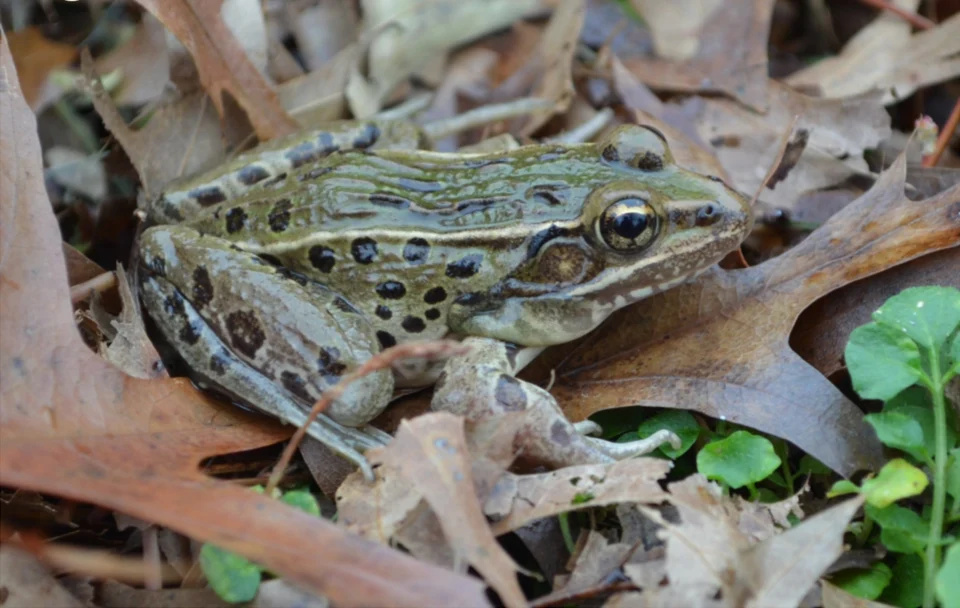 Male Atlantic Coast leopard frog, Rana kauffeldi