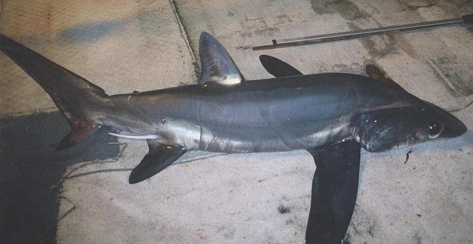 Bigeye thresher shark (Alopias superciliosus)