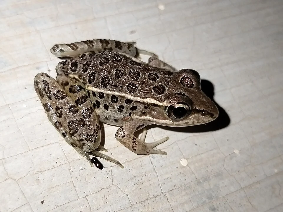 Lithobates magnaocularis - Northwest Mexico Leopard Frog in Sinaloa, Mexico. Photo by Sinaloa Silvestre. Original iNaturalist observation here: https://www.inaturalist.org/observations/227251463