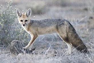 A pale Cape fox standing on dry open ground.