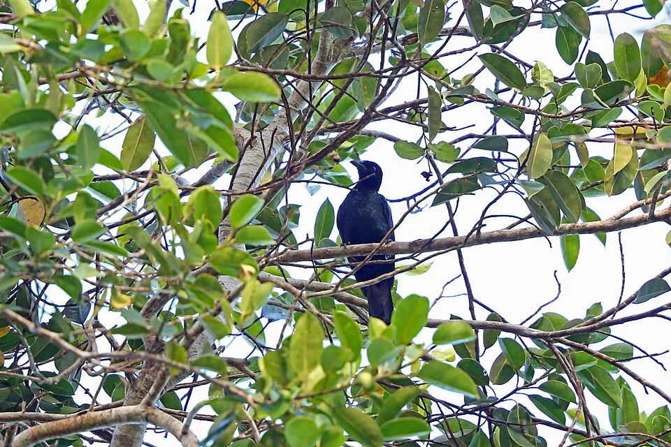 Manucodia jobiensis, Baim, Papua, Indonesia, 2016-03-12 (iNaturalist).
