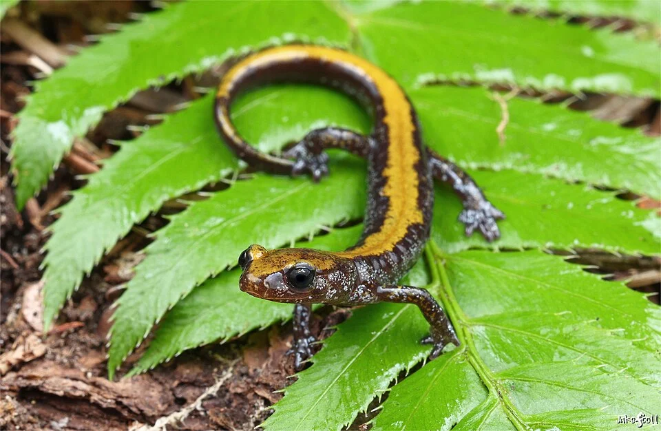 Coeur d'Alene Salamander (Plethodon idahoensis) - Jake Scott