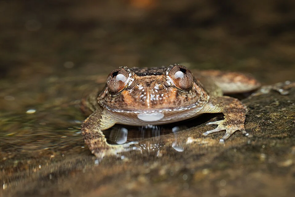 Nyctibatrachus vrijeuni (VUB Night Frog) from Wayanad