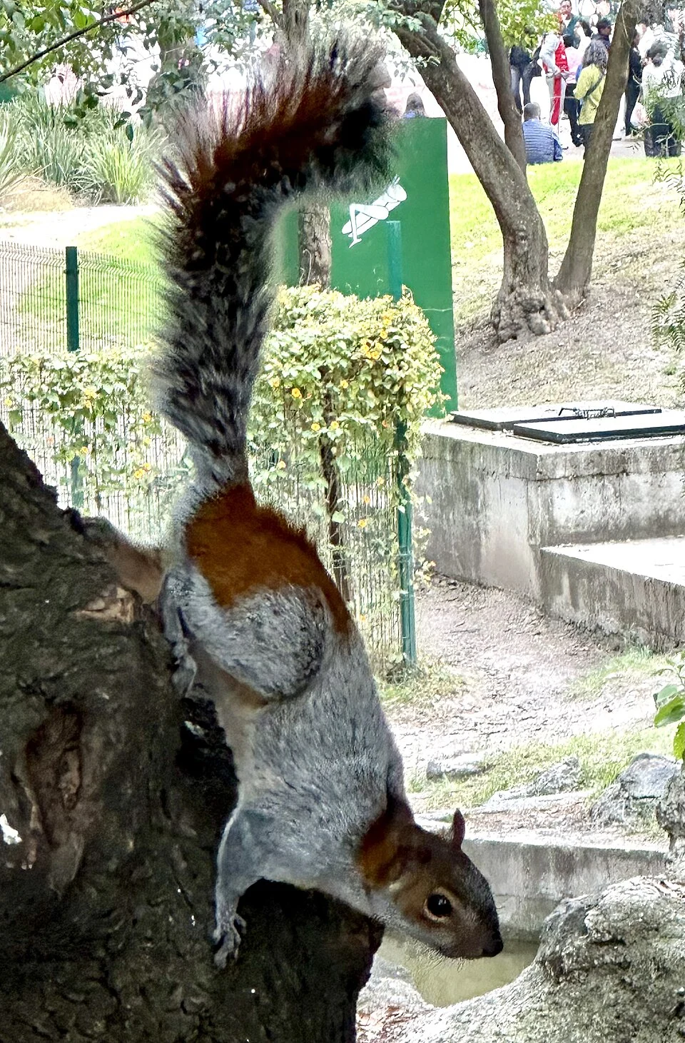 Mexican Gray Squirrel - Sciurus Aureogaster
