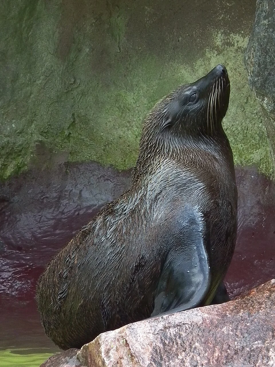 Südamerikanischer Seebär (Arctocephalus australis), fotografiert im Zoo Landau (Rheinland-Pfalz, Deutschland)