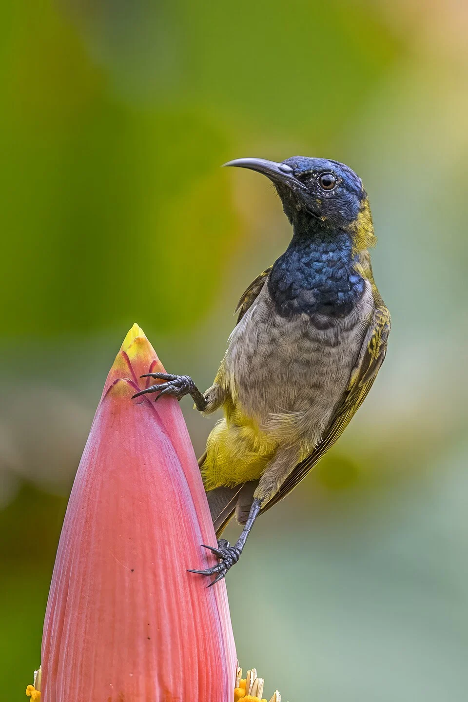 Reichenbach's sunbird (Anabathmis reichenbachii) on Musa argentii, Ankasa Forest Reserve, Western Region, Ghana