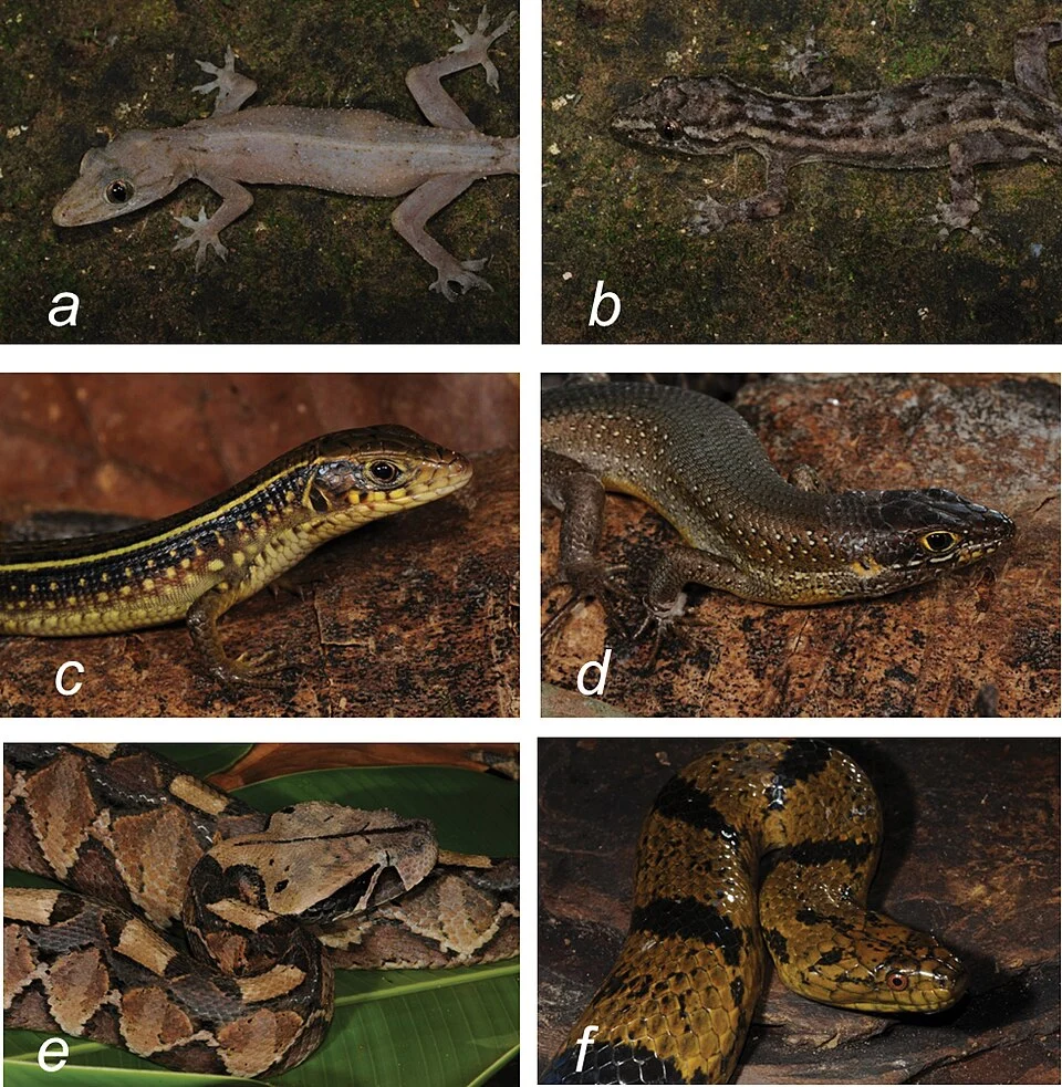 Figure 6; Reptile species recorded within the SPFE a. Hemidactylus paivae (“cave-morph”) from calcerous inselberg cave systems of SV b. Hemidactylus paivae (“forest-morph”) from forest patch in the same locality in the SV c. Juvenile Gerrhosaurus cf. nigrolineatus from SU. d. Trachylepis maculilabris from UP e. Bitis gabonica from SP f. Grayia ornata from SP.
