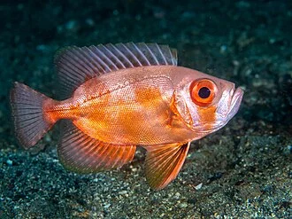www.fishbase.de/summary/heteropriacanthus-cruentatus