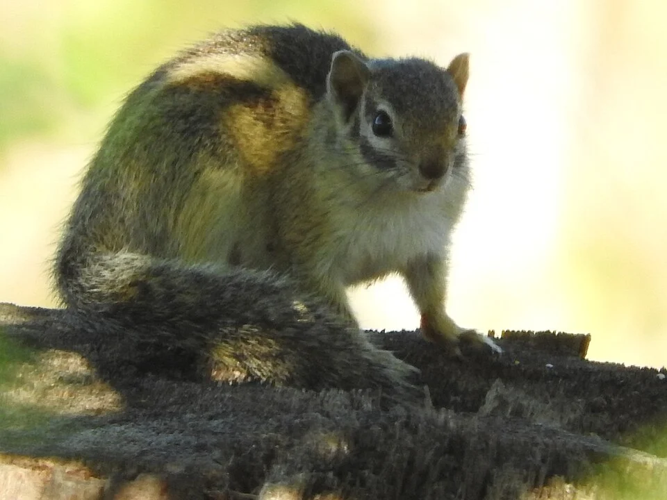 Striped Bush Squirrel (Paraxerus flavovittis)