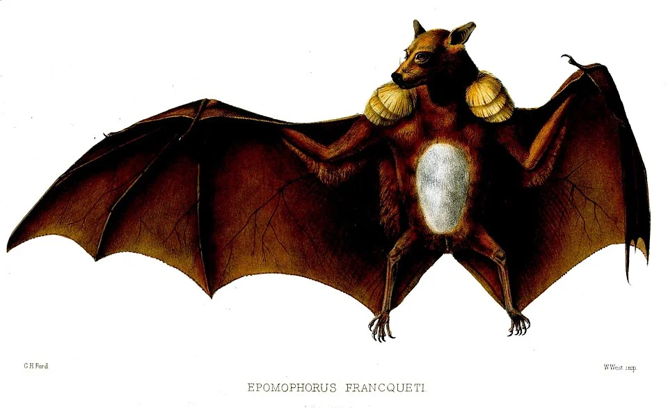 Epomophorus francqueti= Epomops franqueti
