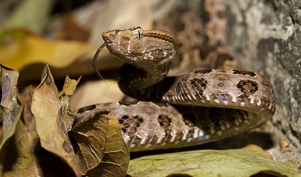 Brown Spotted Pit Viper (Trimeresurus mucrosquamatus) from Lalashan Taiwan