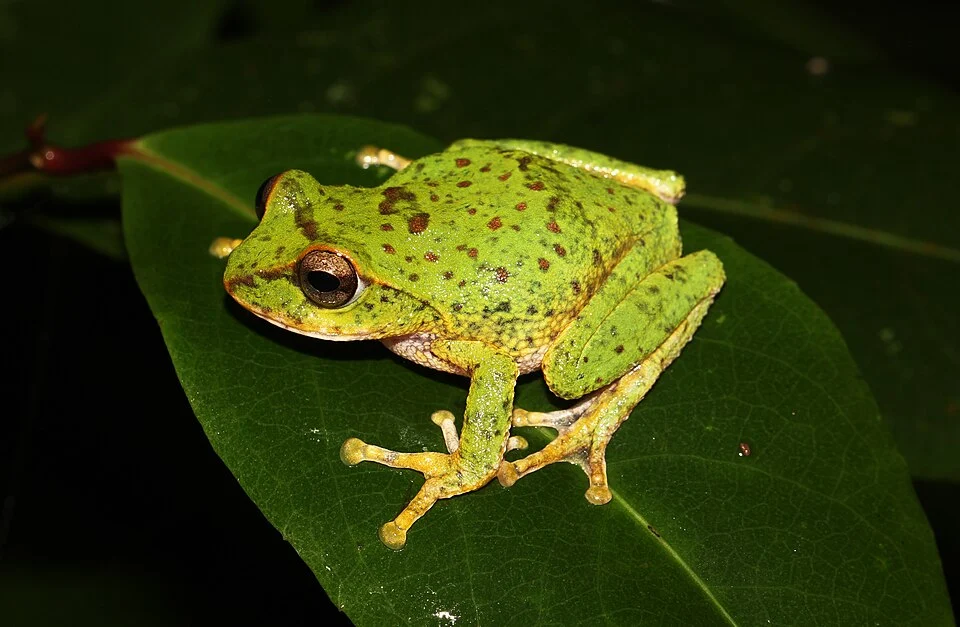 Pseudophilautus frankenbergi is a species of frog in the family Rhacophoridae. It is endemic to Sri Lanka. Above photograph was taken in Namunukula Mountains
