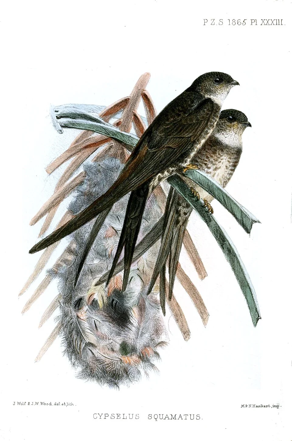 Fork-tailed Palm-swift, adults at nest