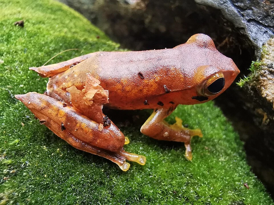 Rhacophorus robertingeri in Lâm Đồng, Vietnam. Photo by Chris Oldnall. Original iNaturalist observation here: https://www.inaturalist.org/observations/81824907