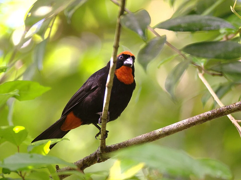 Loxigilla portoricensis - El Yunque, Puerto Rico