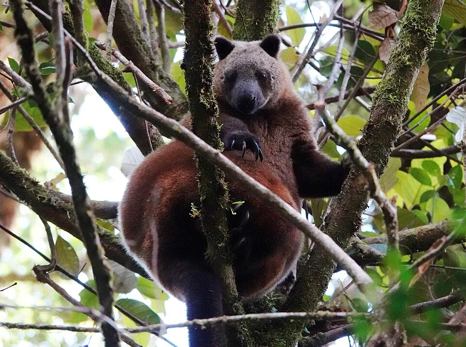 Doria's tree kangaroo