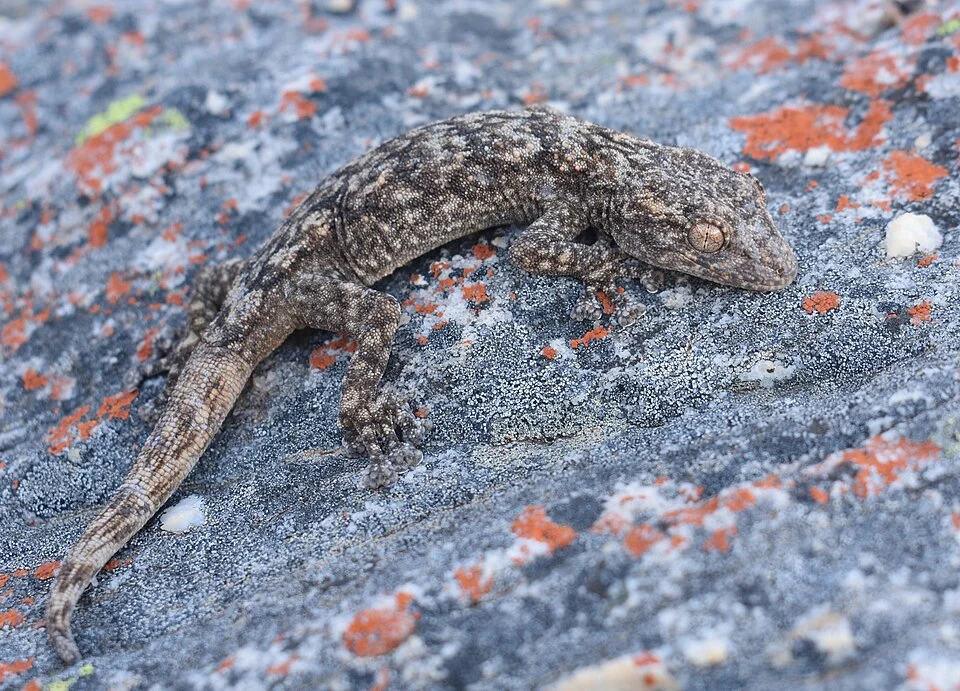 Swartberg Leaf-toed Gecko (Ramigekko swartbergensis) in South Africa
