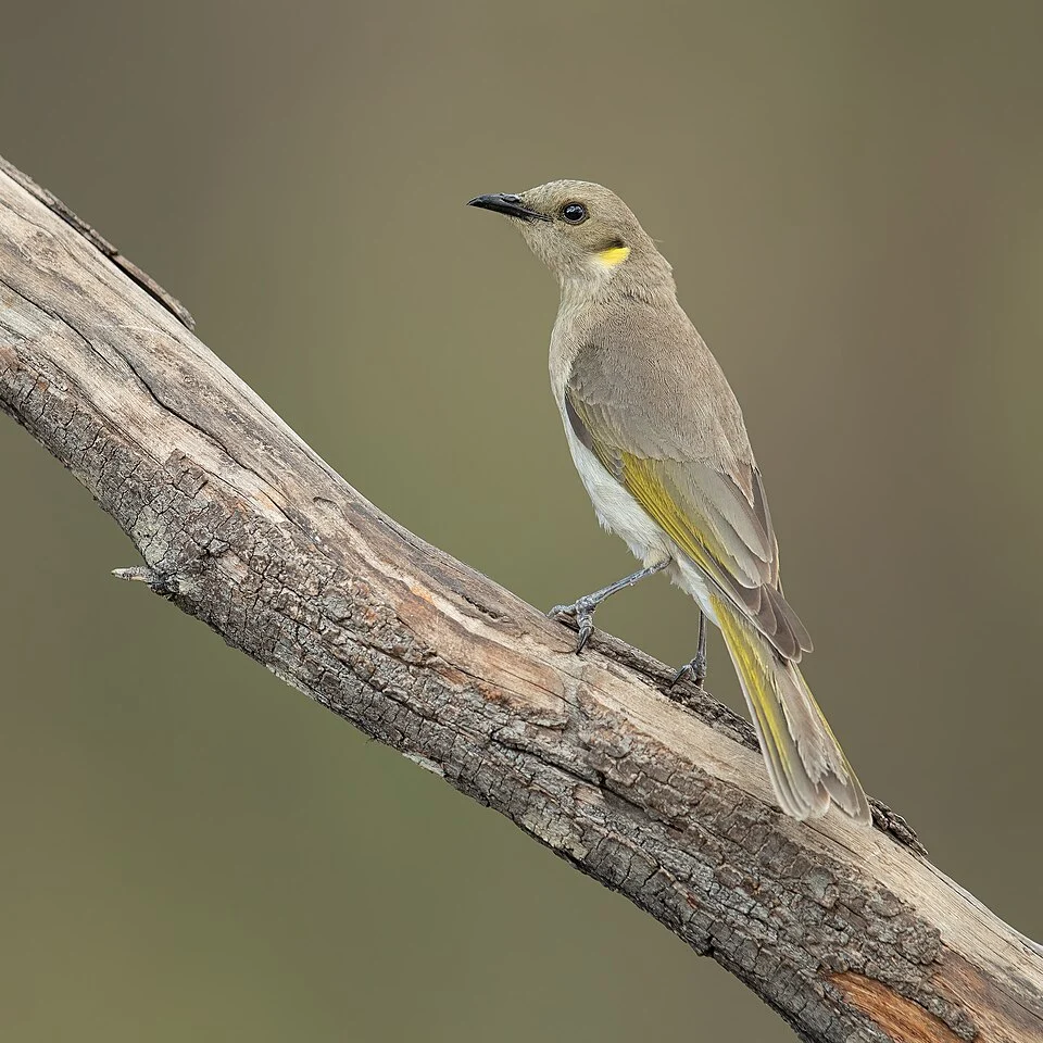 Fuscous honeyeater (Ptilotula fusca), Glen Alice, Lithgow, New South Wales, Australia